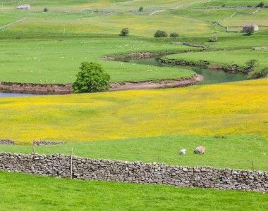 Wiejski krajobraz w hrabstwie Yorkshire. Owce, strumyk, kamienne chatki i kamienne niskie murki