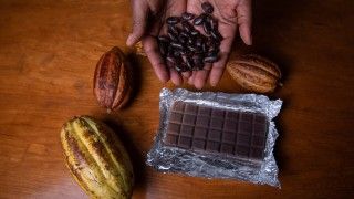 na stole leży tabliczka czekolady i strąki kakaowca, nad nimi farmer trzyma w dłoniach ziarna kakaowca