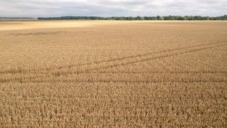 Pole w lecie, suche złote zboże, na horyzoncie las, zbierają się deszczowe chmury