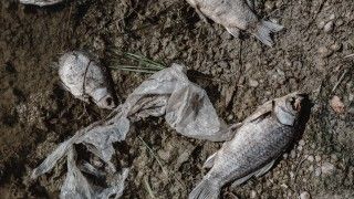 martwe ryby na brzegu