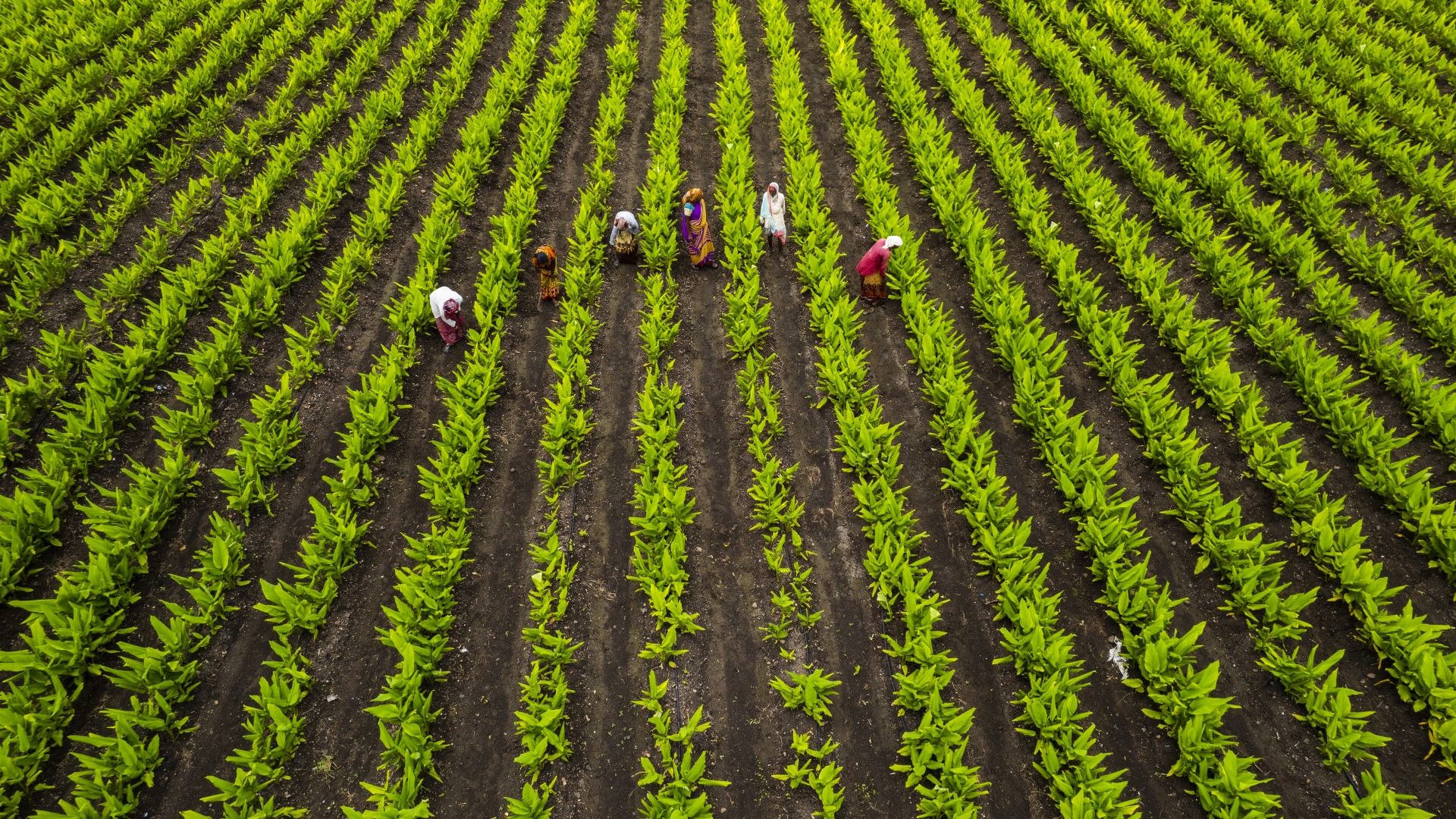 Zmiana klimatu już wpływa na ceny żywności. 16 przykładów z całego świata