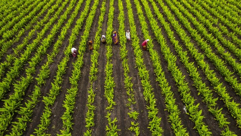 kobiety zbierają plony na polu