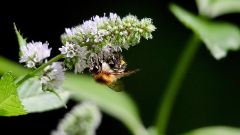 trzmiel, owad, natura