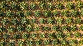 plantacja palmy olejowej, widok z lotu ptaka