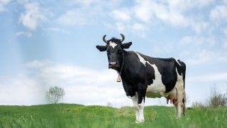 Czarno-biała krowa na polu