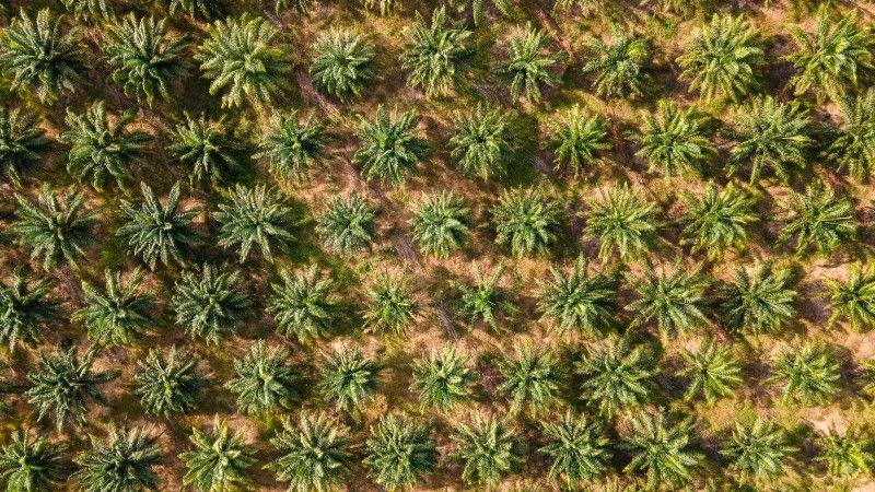 plantacja palmy olejowej, widok z lotu ptaka