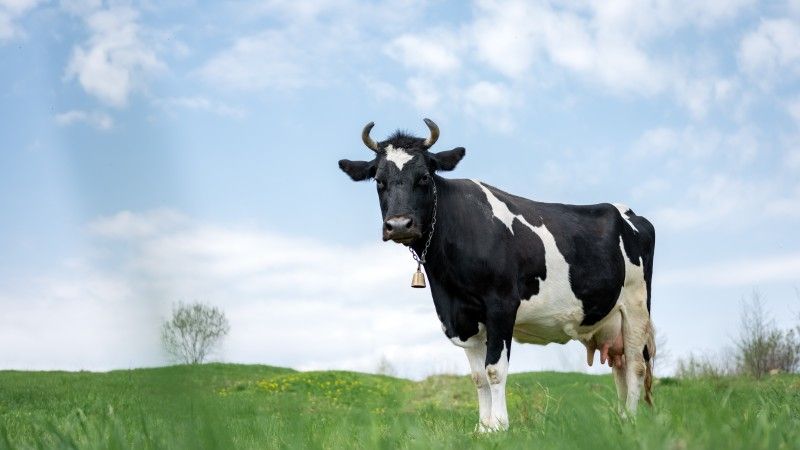 Czarno-biała krowa na polu