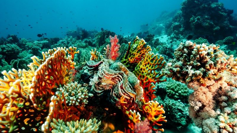 Rafa koralowa, wciąż kolorowa