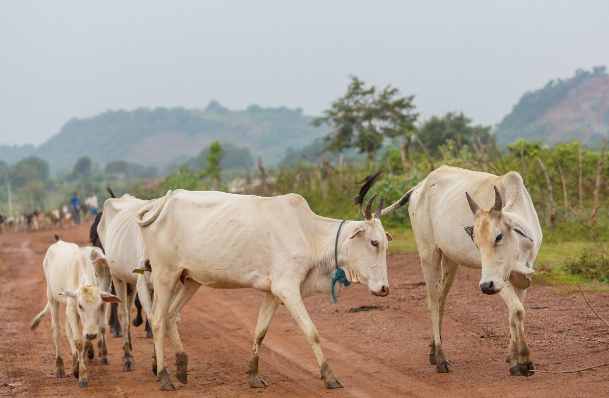 Rewolucja rolnicza w Nigerii. Rząd zakończy krwawy konflikt?