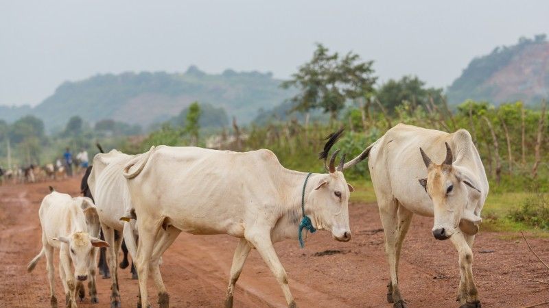 białe krowy na afrykańskiej drodze