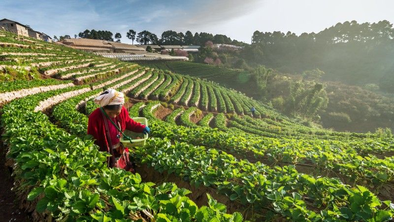Rolniczka zbierająca rośliny na zboczu góry