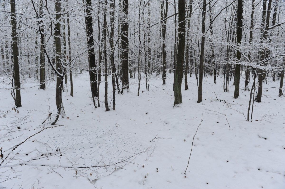 TARP z MIRANDY maskuje na Północy Europy