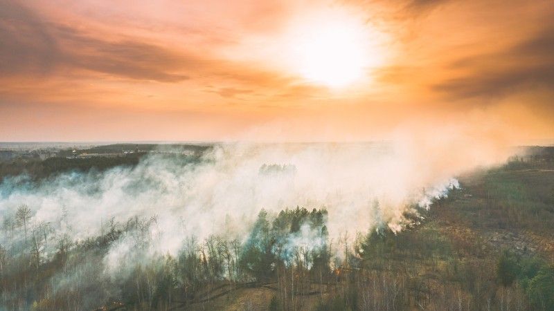płonący las o zachodzie słońca