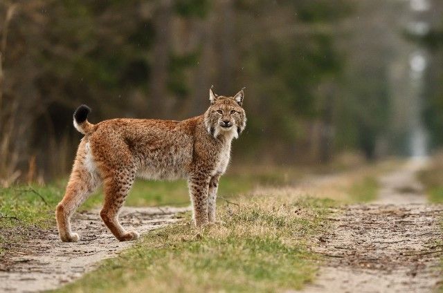 Koniec Pantery! Nowy wzór kamuflażu trafi do wojska