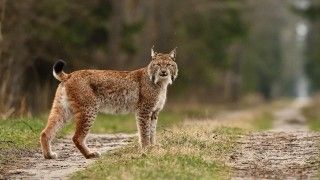 Ryś, zwierzę, drapieżnik, polskie koty drapieżne