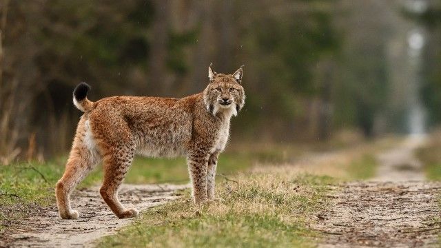 Ryś, zwierzę, drapieżnik, polskie koty drapieżne