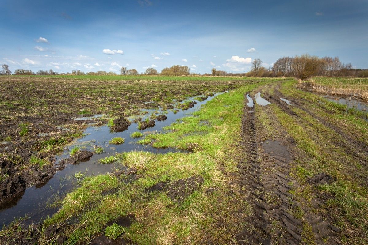 Rolnicy dostaną rekompensatę za ochronę torfowisk. Rząd poparł projekt