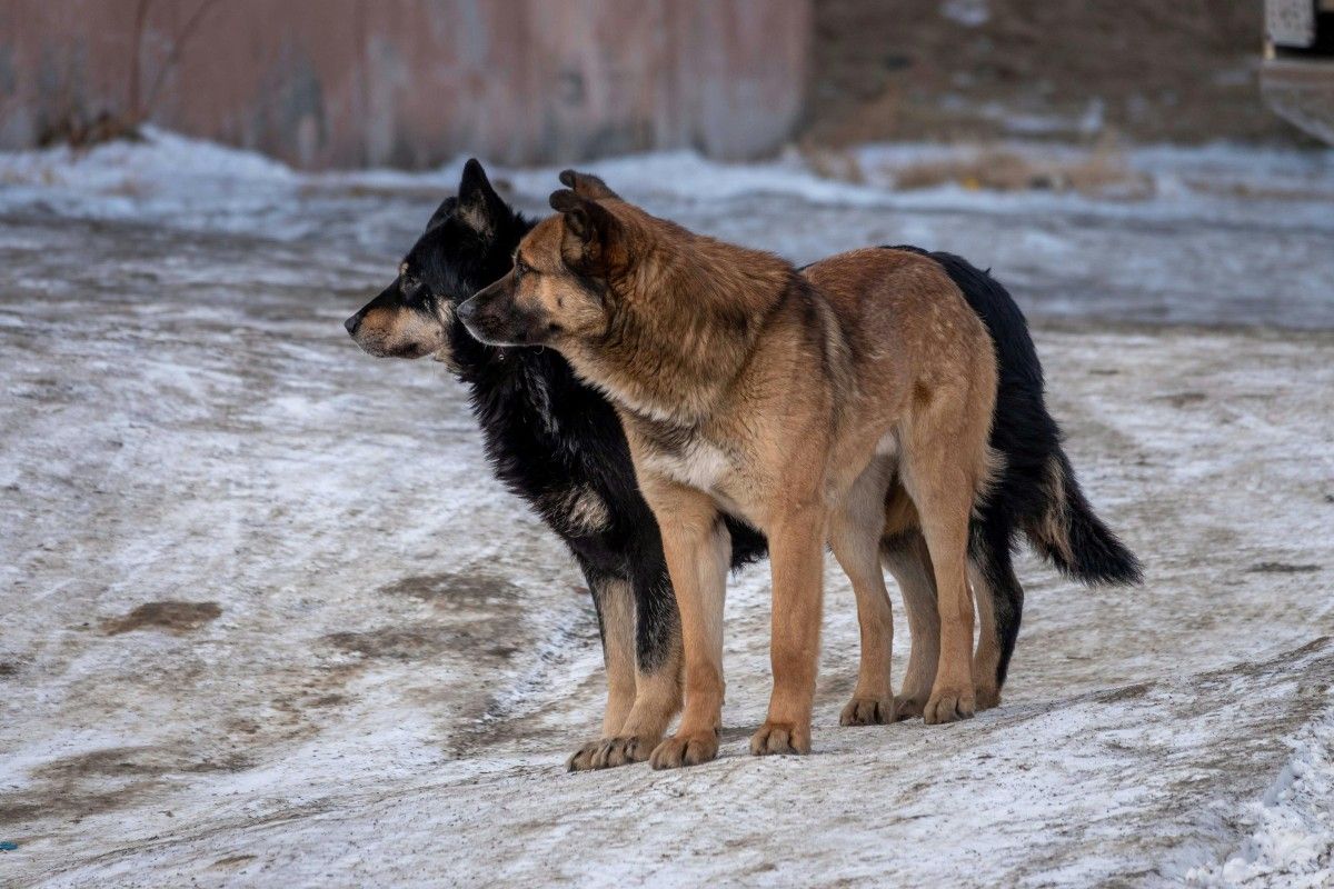 Kupujesz „domek dla schroniska”, tracisz pieniądze. Tak działa nowy scam