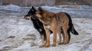W mediach społecznościowych pojawiło się nowe oszustwo, które podszywa się pod akcje pomocowe dla schronisk.