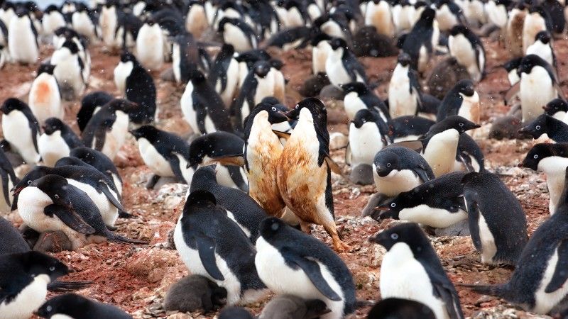 Pingwiny Adeli (białookie)