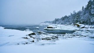 Widok na fińskie wybrzeże zimą z drzewami iglastymi w śniegu.