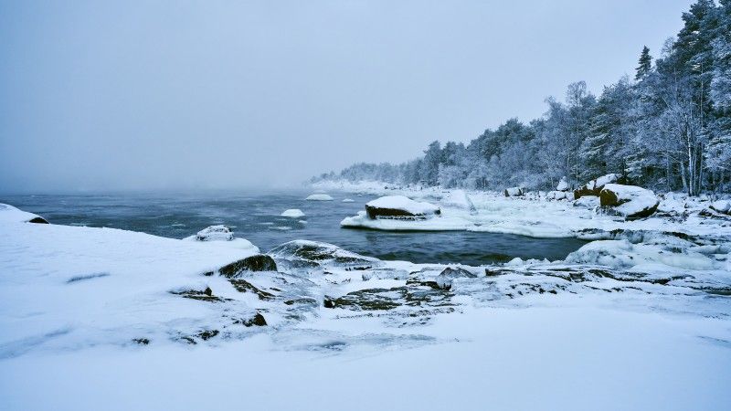 Widok na fińskie wybrzeże zimą z drzewami iglastymi w śniegu.