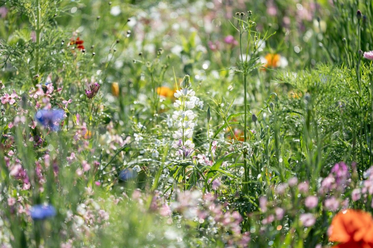 Betonoza kontra drzewa. Jak zieleń ratuje miasta i co sadzić w polskich ogrodach?