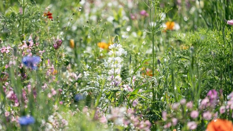 Dzikie, różnokolorowe kwiaty na łące.