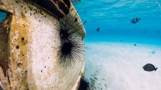 sea-urchin-and-fish-on-wreck-in-blue-ocean-unde-2026-06-19-18-43-56-utc