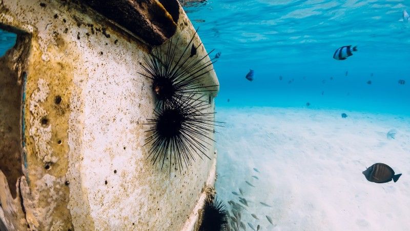 sea-urchin-and-fish-on-wreck-in-blue-ocean-unde-2026-06-19-18-43-56-utc