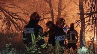 strażacy w mundurach pompierii w lesie, gaszący pożar
