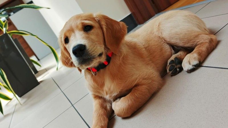 Pies rasy Golden Retriever