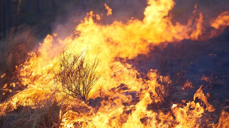 wildfire-consuming-dry-grass-and-brush-2026-01-09-11-36-01-utc