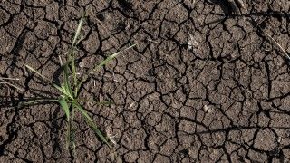 parched-earth-with-seedling-emerging-in-arid-field-2026-03-09-06-37-28-utc