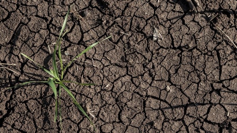 parched-earth-with-seedling-emerging-in-arid-field-2026-03-09-06-37-28-utc