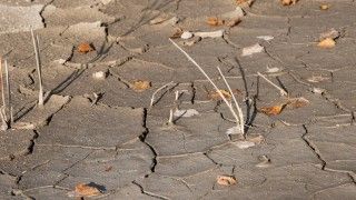 cracked-earth-with-dried-leaves-and-sticks-2026-03-19-23-01-10-utc