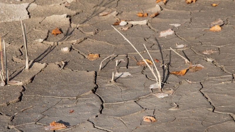 cracked-earth-with-dried-leaves-and-sticks-2026-03-19-23-01-10-utc