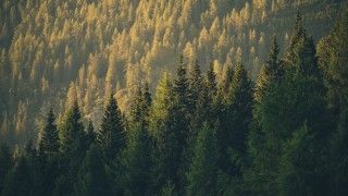 lush-evergreen-forest-on-a-mountainside-at-sunset-2026-03-24-04-53-51-utc