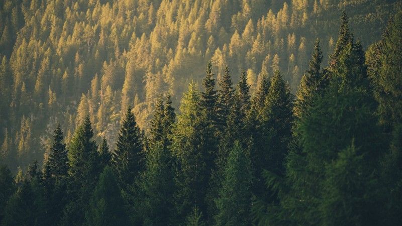 lush-evergreen-forest-on-a-mountainside-at-sunset-2026-03-24-04-53-51-utc