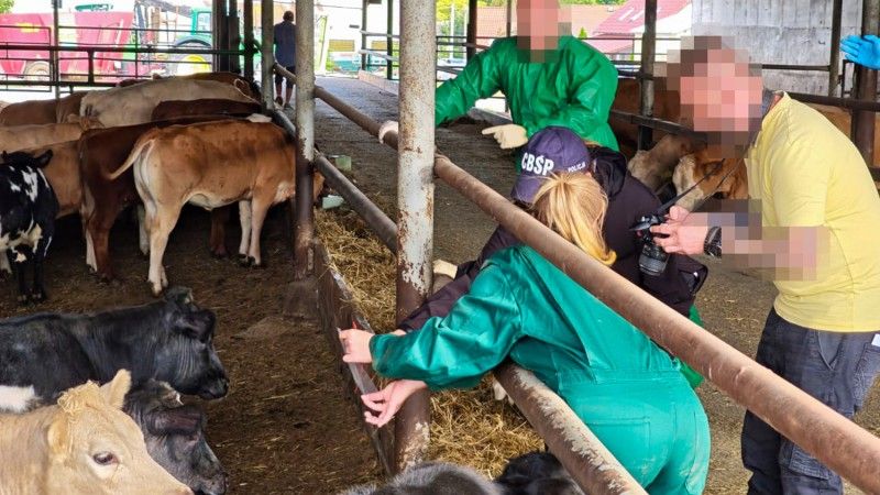 Funkcjonariusze CBŚP rozbili grupę przestępczą podejrzaną o kradzież kilkuset sztuk bydła w Niemczech